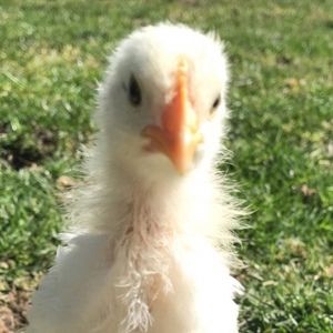 Meet your Posher, Addison